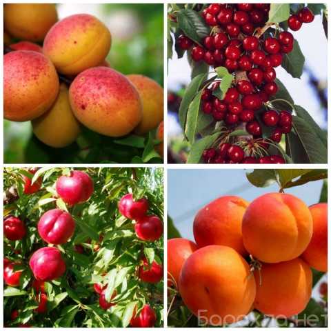 Продам: Саженцы плодово-ягодных деревьев