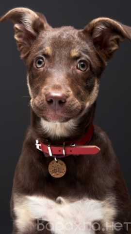 Отдам даром: Метис шоколадного лабрадора щенок Айза