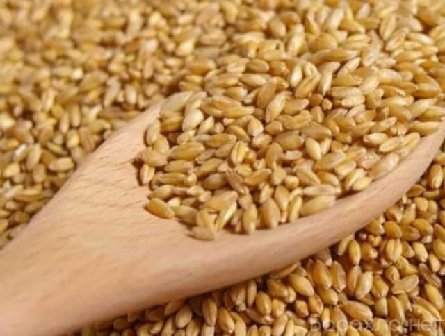 Продам: Пшеница Амурская для проращивания