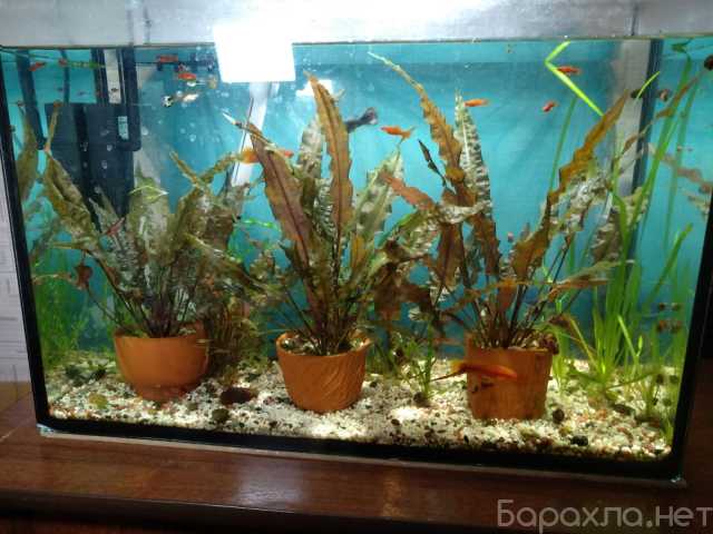Продам: аквариумные растения