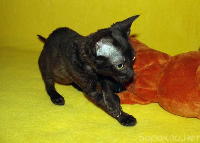 Продам: черный котенок уральский рекс