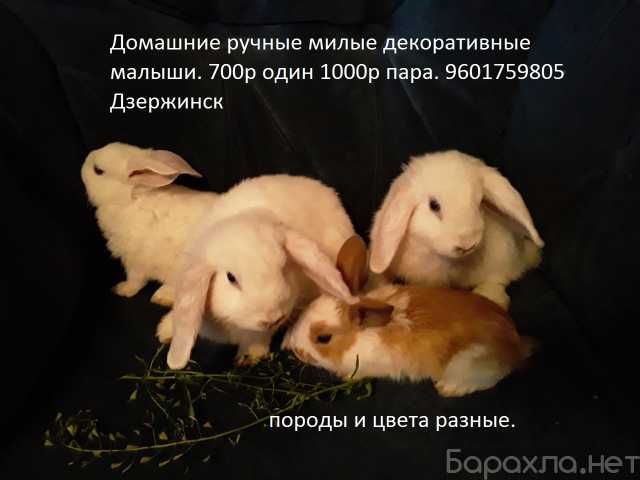 Продам: Продам крольчата декоративные домашние