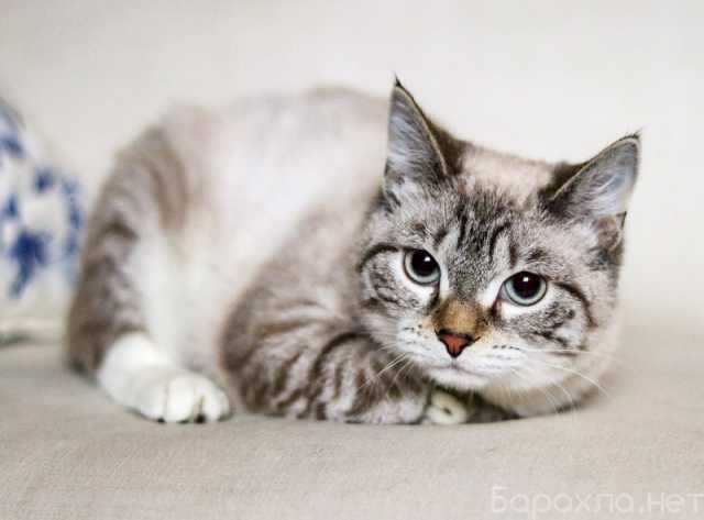 Отдам даром: Котята-подростки — метисы тайской