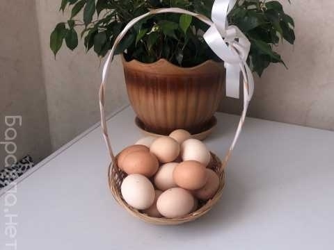 Продам: Домашние куриные яйца