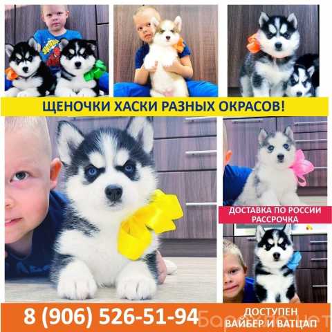 Продам: яркие щенки сибирских хаски