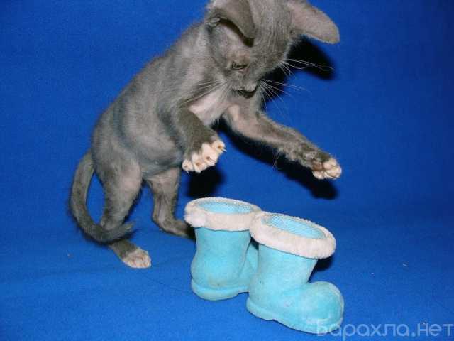 Продам: котенок голубого цвета