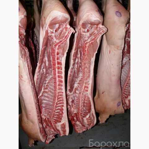 Продам: Мясо свинины