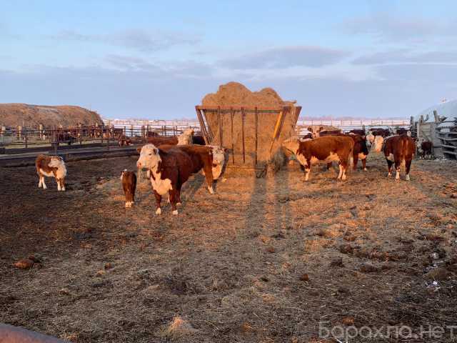 Продам: Коровы герефорд с телятами