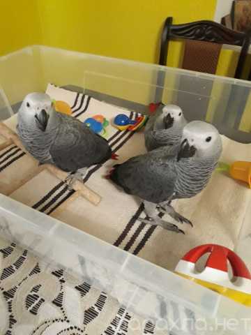 Продам: Очаровательные птенцы-выкормыши попугая