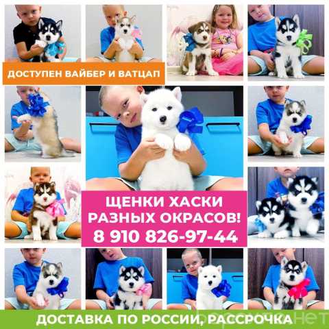 Продам: Продам собачек сибирских хаски!))