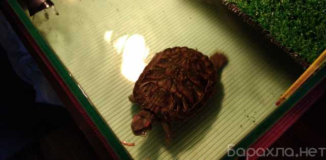 Отдам даром: Красноухая черепаха