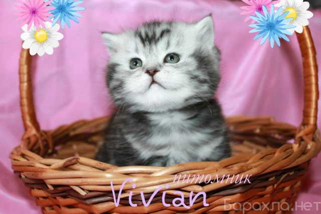 Продам: Британские котята вискас из пит. VIVIAN