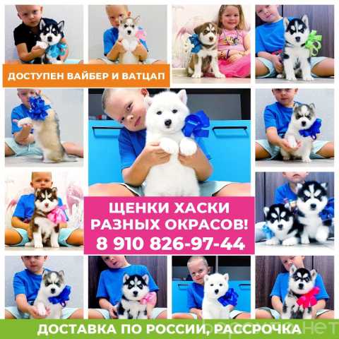 Продам: Классные щенки сибирские хаски