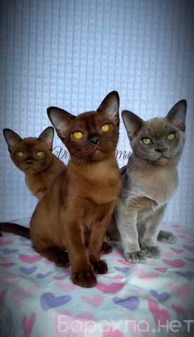 Продам: Бурманские котята