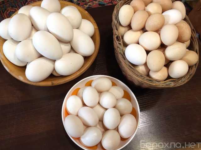 Продам: Деревенские яйца