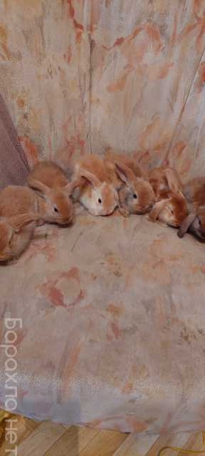 Продам: Декоративные кролики вислоухие