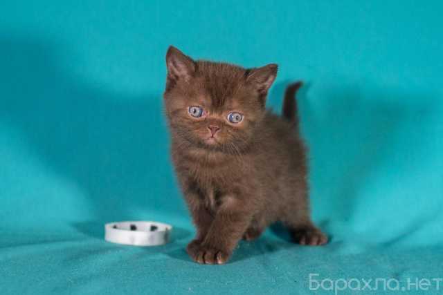 Продам: Британский котенок (шоколадный, черный)