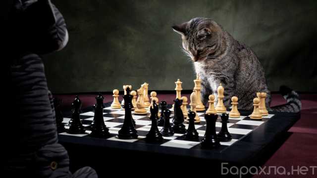 Предложение: Обучение шахматы
