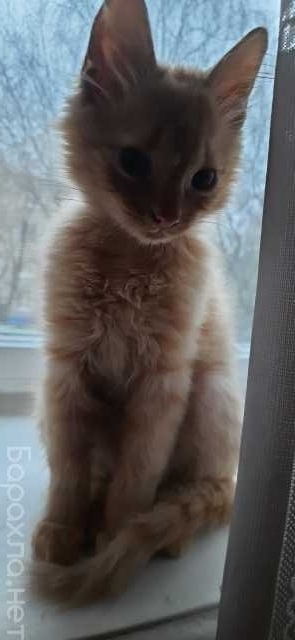 Отдам даром: Котика 2 месяца персикового цвета
