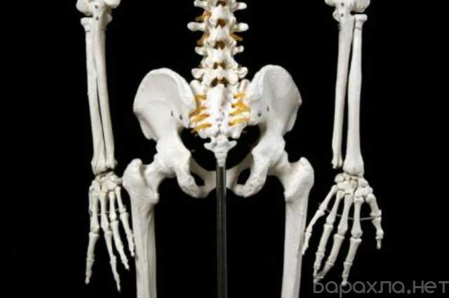 Продам: Анатомическая Модель скелета человека в натуральную величину