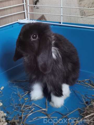 Продам: Кролик, 3 месяца