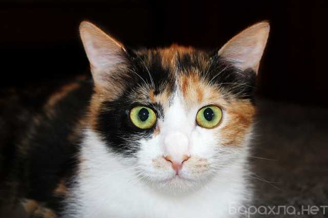 Отдам даром: Трехцветный котенок Марта на счастье!
