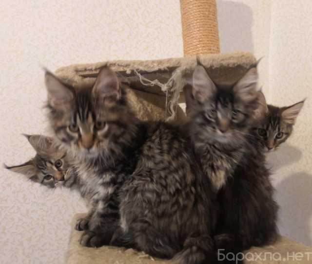 Продам: Котята классные мейн-кун ищут новый дом