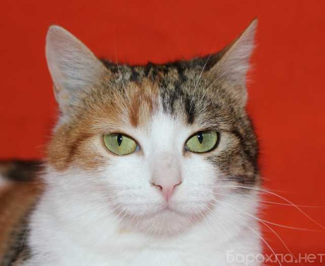 Отдам даром: Милая трехцветная кошка Мила в дар