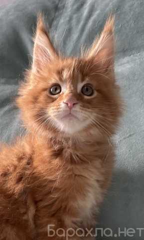 Продам: Котята породы мейн-кун рыжего окраса