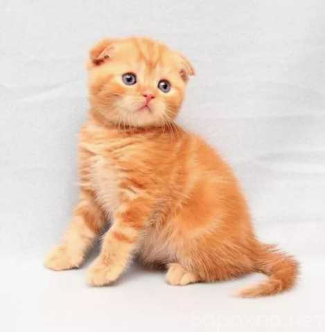 Продам: продается шотландский вислоухий котенок