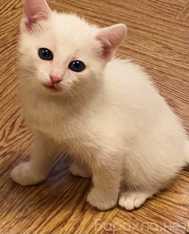 Продам: Белые котята