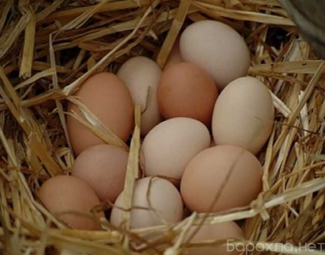 Продам: Домашние куриное яйцо