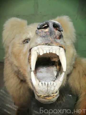 Продам: Большой Медведь интерьер реалистичный