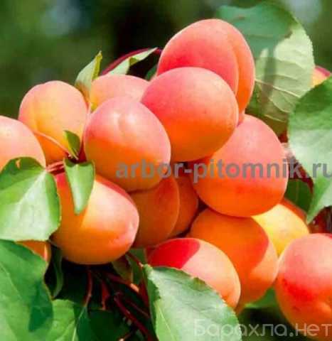 Продам: Саженцы абрикосов из питомника с доставк