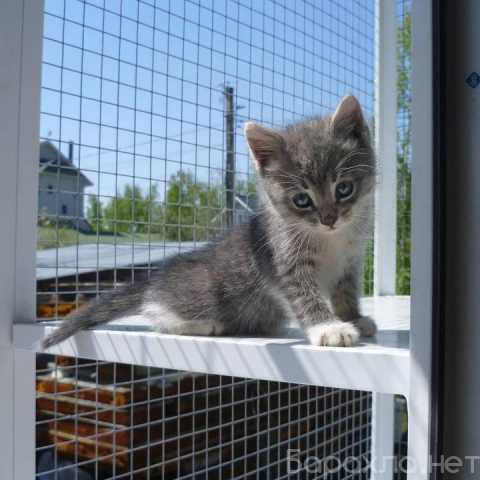 Предложение: Балкон для кошек