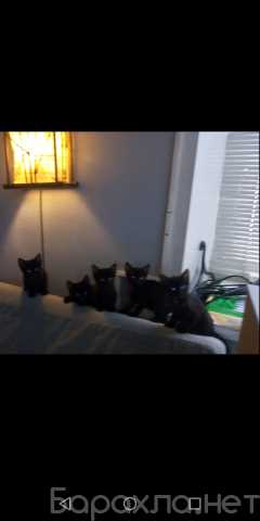 Продам: Котята черные