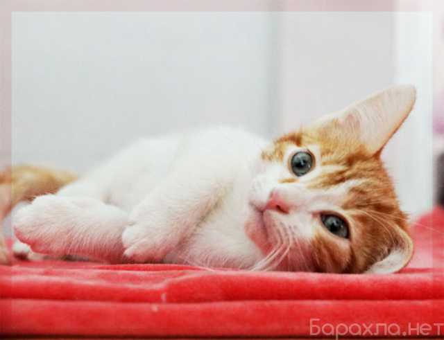 Отдам даром: Сладун - очаровательное котенок в дар
