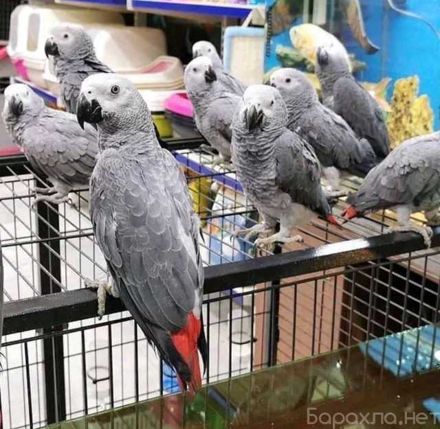 Продам: Доступные виды птиц и попугаев