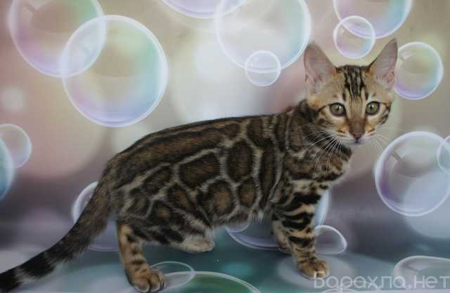 Продам: Бенгальские котята