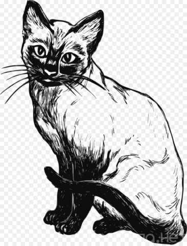 Отдам даром: мариупольского котика