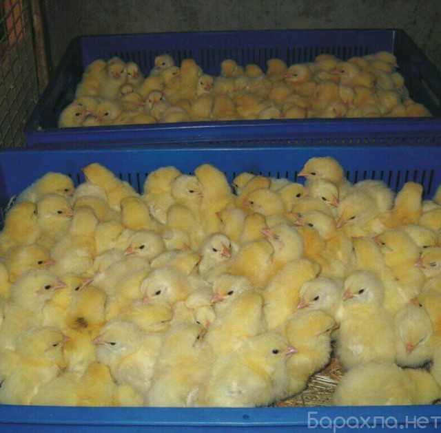 Продам: Цыплята суточные