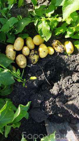 Продам: Картофель молодой урожай 2022 г