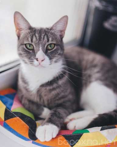 Отдам даром: Самый ласковый кот в мире Кузя в поисках