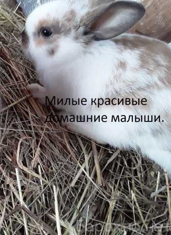 Продам: карликовые малыши кролики