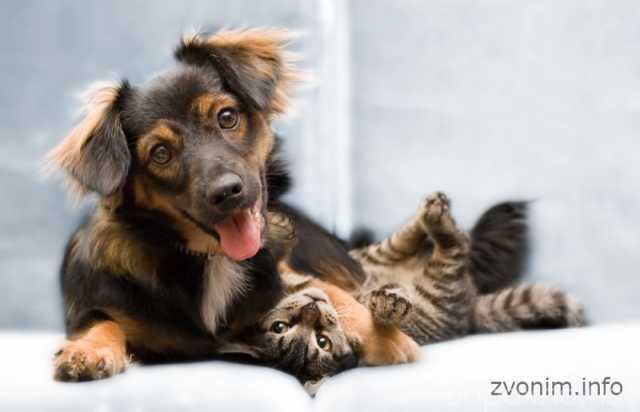 Предложение: Ветеринария у Вас на дому по вызову