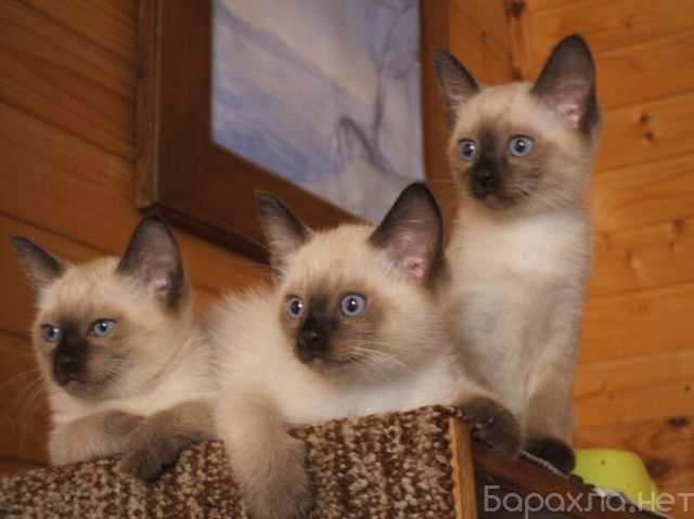 Продам: Тайские (сиамские) котята