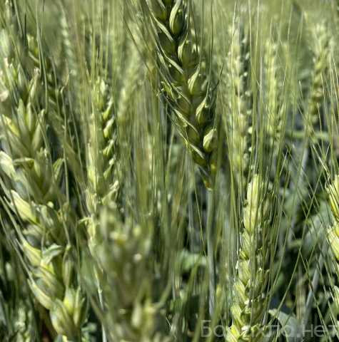 Продам: Семена пшеницы озимой купить Аксинья