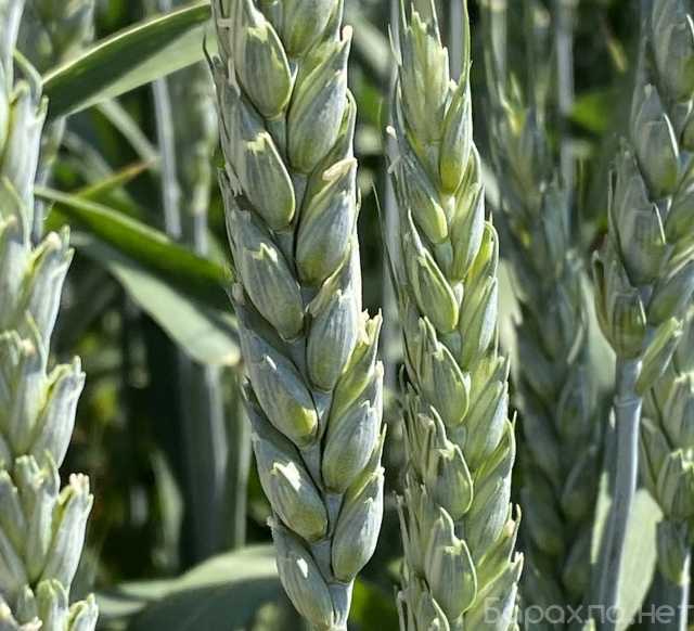 Продам: Семена пшеницы озимой купить Алексеич