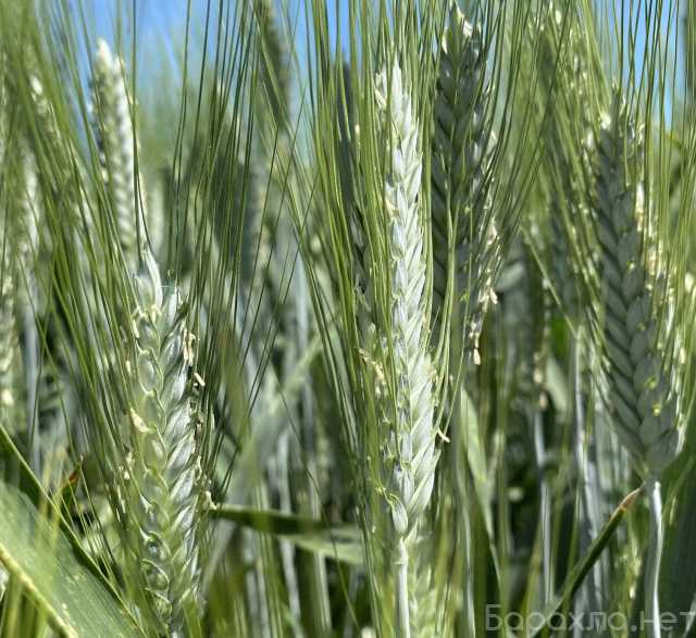Продам: Семена пшеницы озимой твердой купить