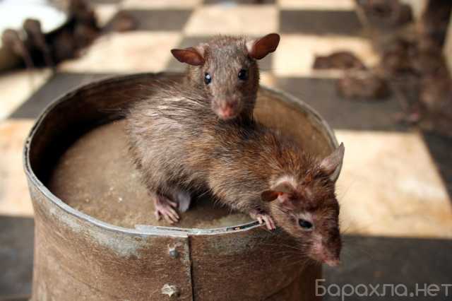 Предложение: Уничтожение крыс, обработка от мышей
